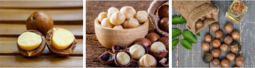 Kacang macadamia