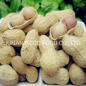 Kacang panggang di cangkang