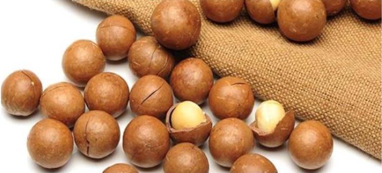 Kacang macadamia
